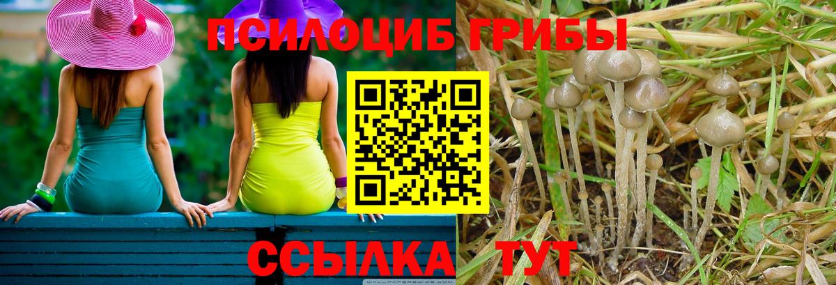 Псилоцибиновые грибы Psilocybine cubensis Борзя